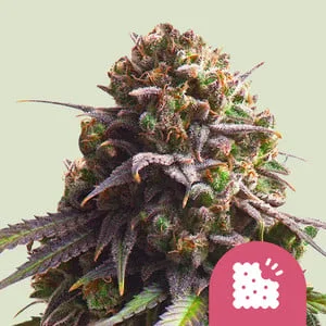 Biscotti van Royal Queen Seeds