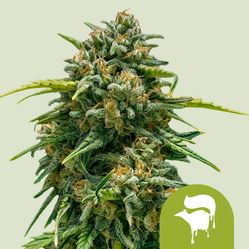 Sweet Skunk by Royal Queen Seeds