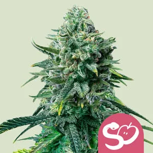 Forbidden Fruit van Royal Queen Seeds
