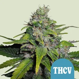 Royal THCV van Royal Queen Seeds