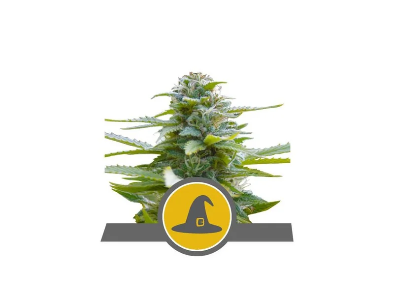 Exotic Witch van Royal Queen Seeds