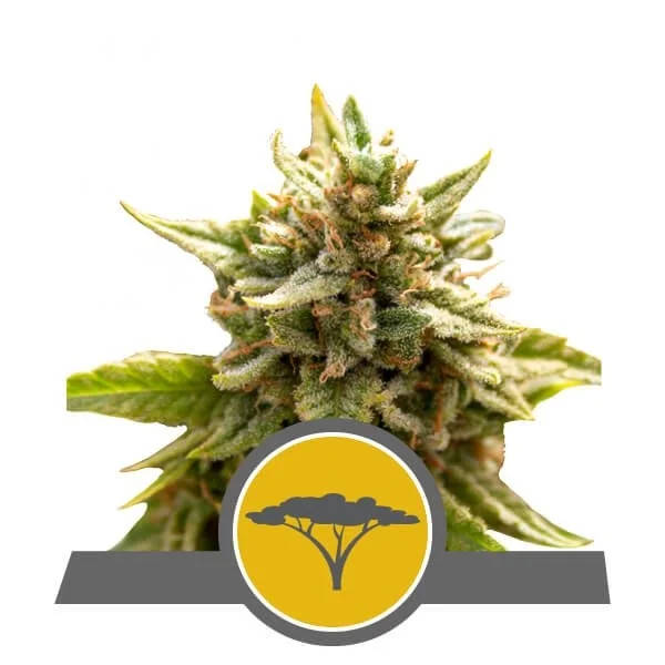 Marula Fruit van Royal Queen Seeds