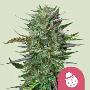 Do-Si-Dos van Royal Queen Seeds