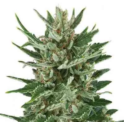 Speedy Chile van Royal Queen Seeds
