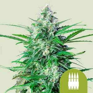 Royal AK van Royal Queen Seeds