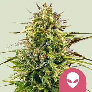 Alien OG van Royal Queen Seeds