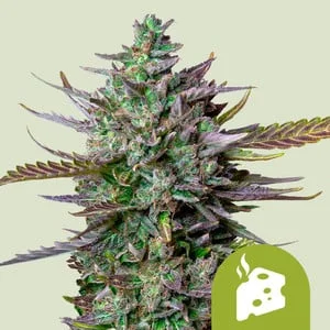 Blue Cheese van Royal Queen Seeds