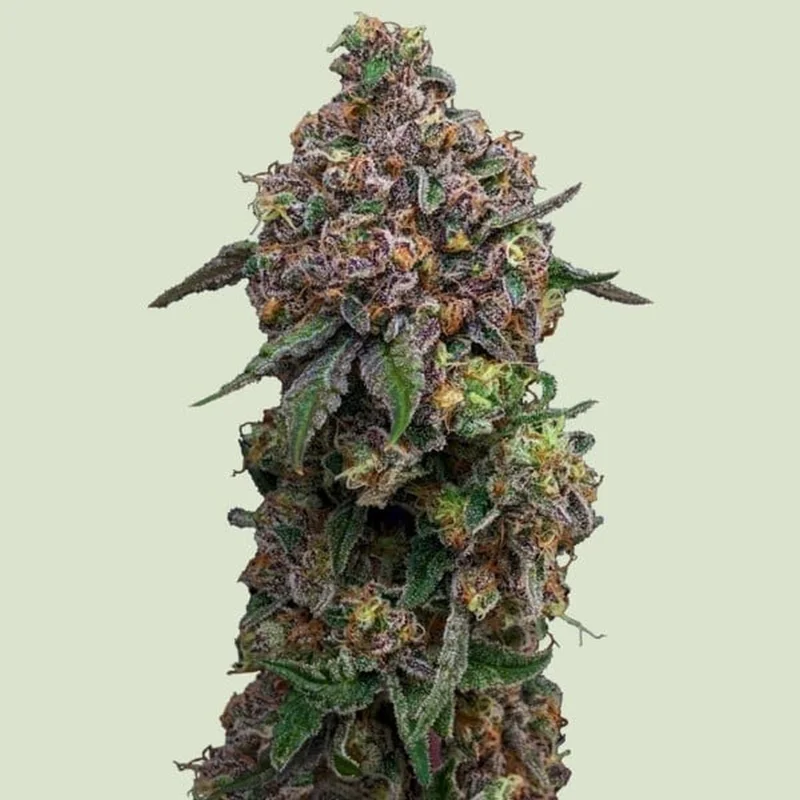 Cosmic Cheddar F1 van Royal Queen Seeds