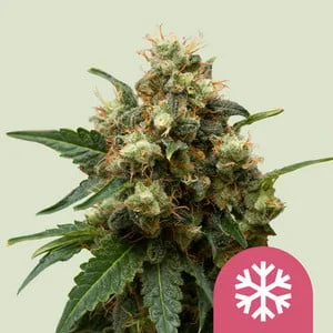 ICE van Royal Queen Seeds