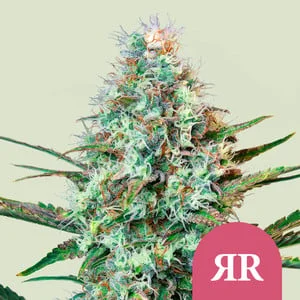 Royal Runtz van Royal Queen Seeds