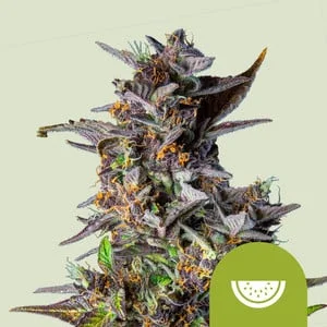 Watermelon van Royal Queen Seeds