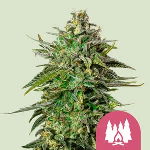 Larry OG van Royal Queen Seeds