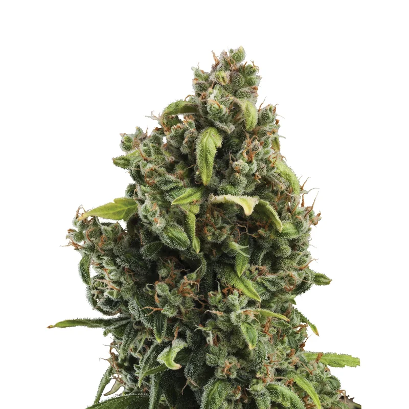 Candy Kush Express van Royal Queen Seeds