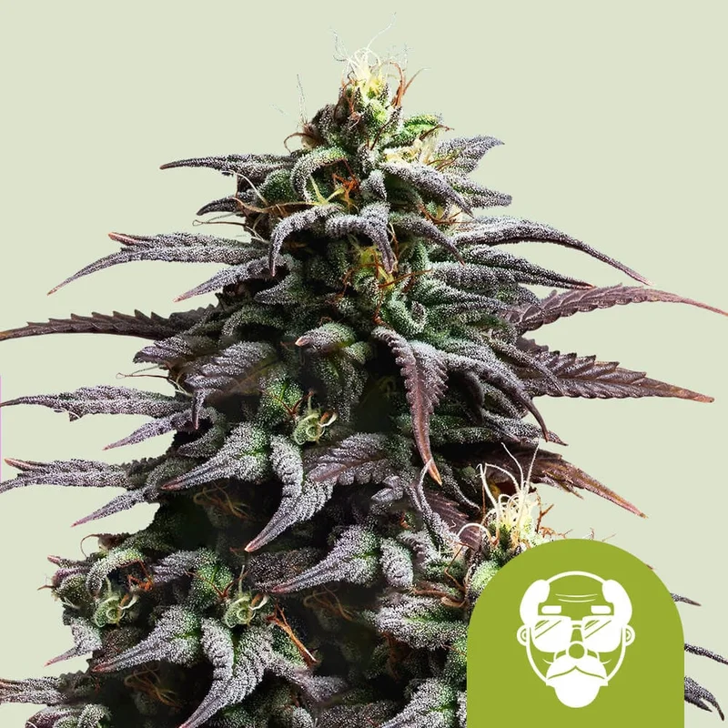 Granddaddy Purple van Royal Queen Seeds