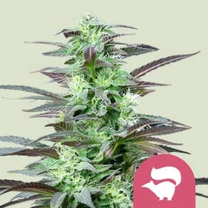 Skunk XL van Royal Queen Seeds