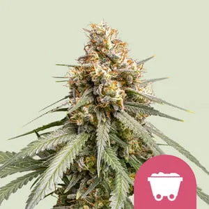 Shining Silver Haze van Royal Queen Seeds