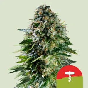 Corkscrew van Royal Queen Seeds