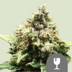 Critical van Royal Queen Seeds