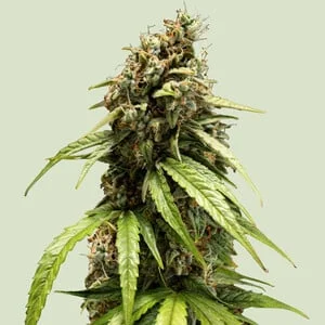 Orion F1 van Royal Queen Seeds