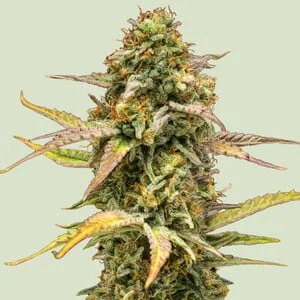 Hyperion F1 van Royal Queen Seeds