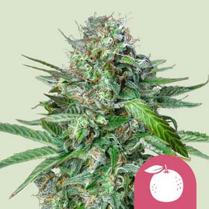Tangie van Royal Queen Seeds