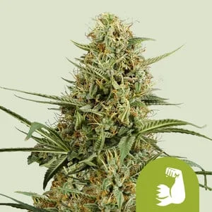 Hulkberry van Royal Queen Seeds