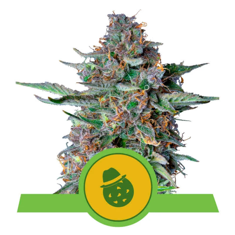 Do-Si-Dos van Royal Queen Seeds