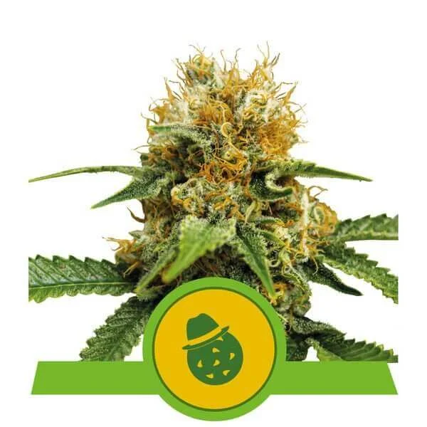 Dos-Si-Dos van Royal Queen Seeds
