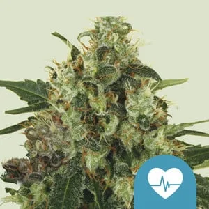 Medical Mass van Royal Queen Seeds