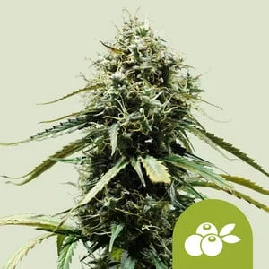 Haze Berry van Royal Queen Seeds