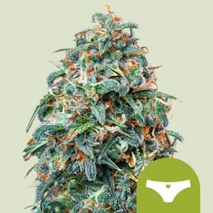 Sherbet Queen van Royal Queen Seeds