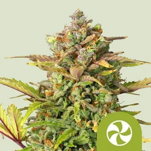Sweet ZZ van Royal Queen Seeds