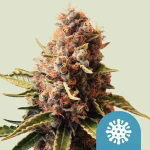 Euphoria van Royal Queen Seeds