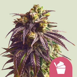 Sundae Driver van Royal Queen Seeds