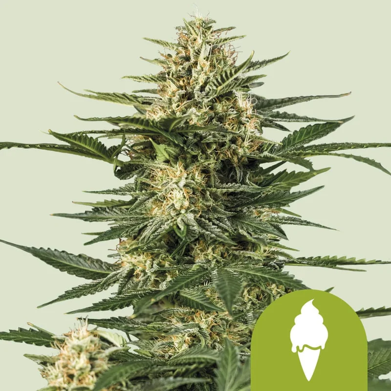 Green Gelato di Royal Queen Seeds