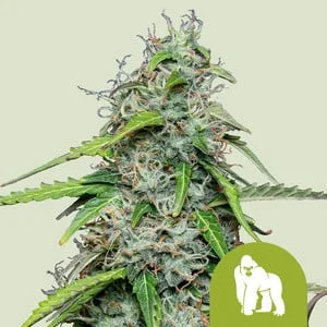 Royal Gorilla van Royal Queen Seeds