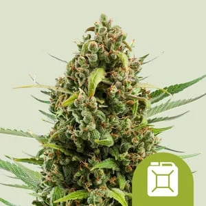 Diesel van Royal Queen Seeds