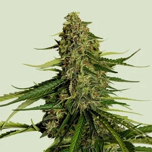 Gaia F1 van Royal Queen Seeds