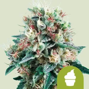 Royal Creamatic van Royal Queen Seeds
