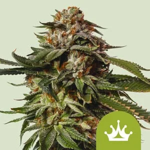 Special Queen 1 van Royal Queen Seeds