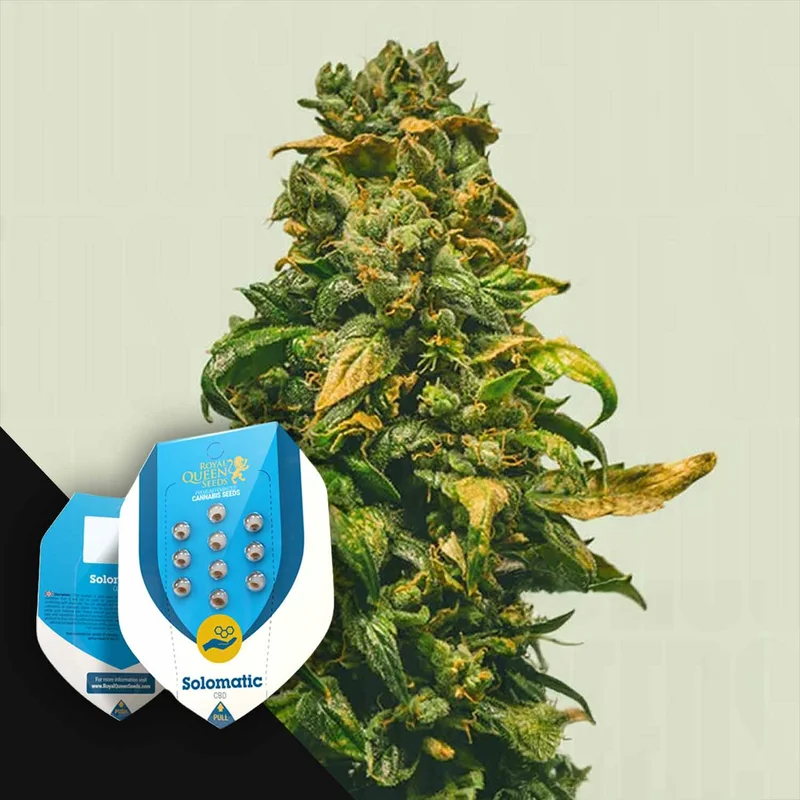 Solomatic CBD van Royal Queen Seeds