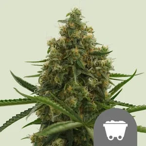 Shining Silver Haze van Royal Queen Seeds