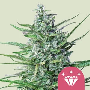 Special Kush #1 van Royal Queen Seeds
