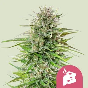 Blue Cheese van Royal Queen Seeds