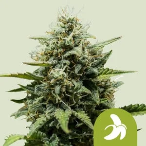 Fat Banana van Royal Queen Seeds