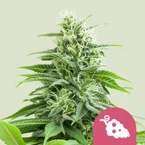 Fruit Spirit van Royal Queen Seeds