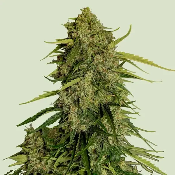 Atlas F1 van Royal Queen Seeds