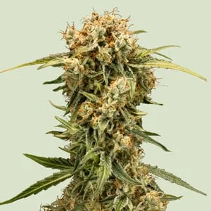 Medusa F1 van Royal Queen Seeds