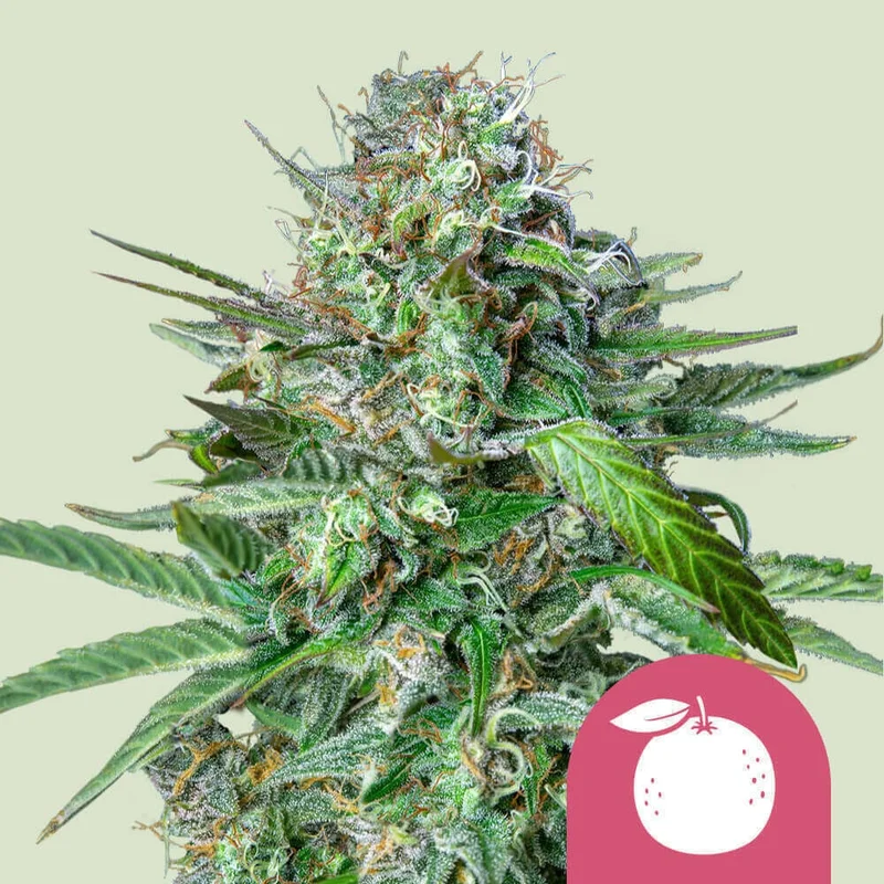 Tangie van Royal Queen Seeds