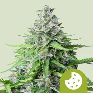 Royal Cookies van Royal Queen Seeds